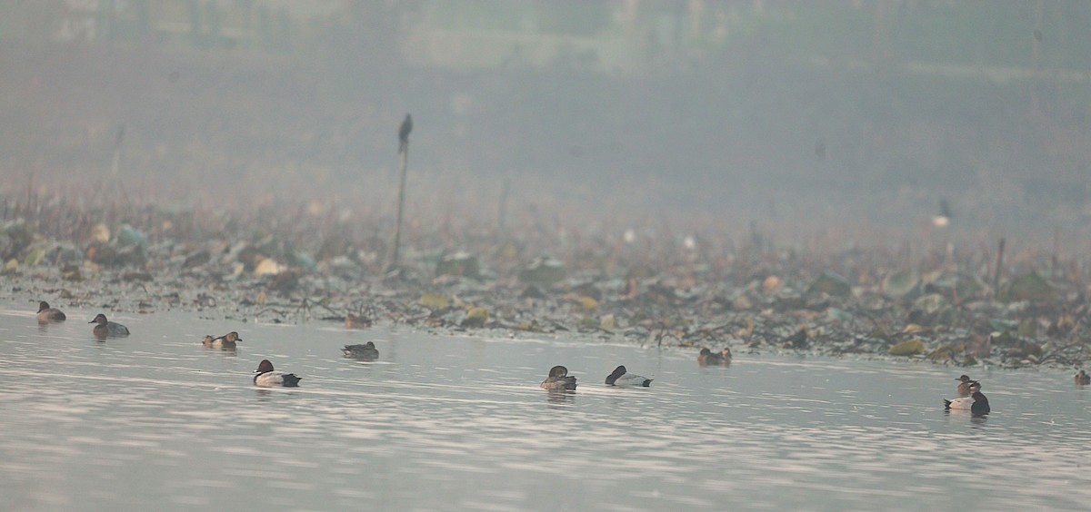 kopřivka obecná - ML646292782