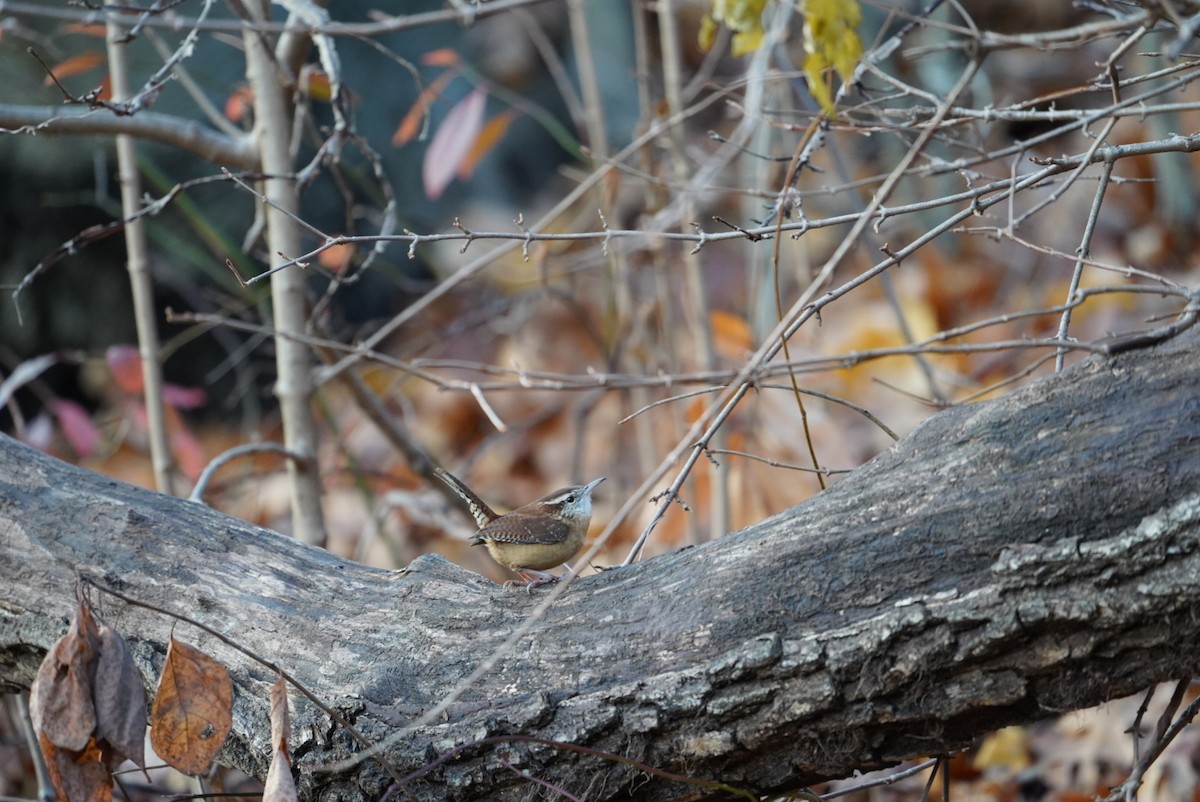 Carolina Wren - ML646292783