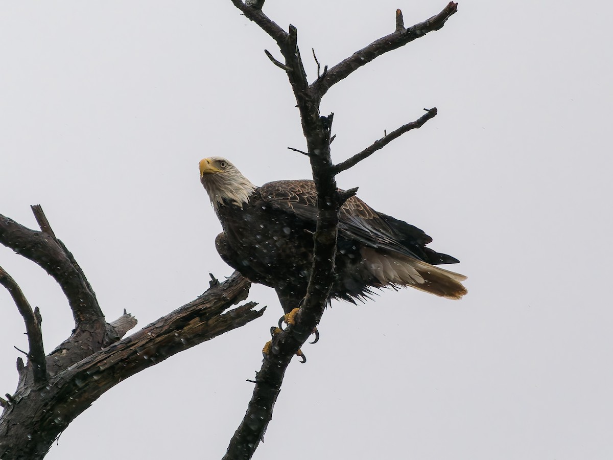 orel bělohlavý - ML646292790