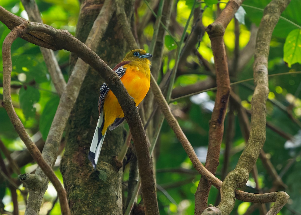 Оранжевобрюхий трогон [группа dulitensis] - ML646292796