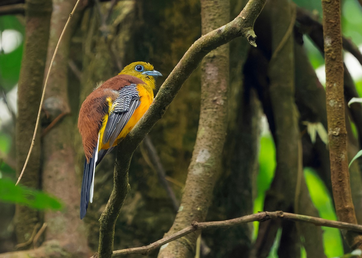 Оранжевобрюхий трогон [группа dulitensis] - ML646292797