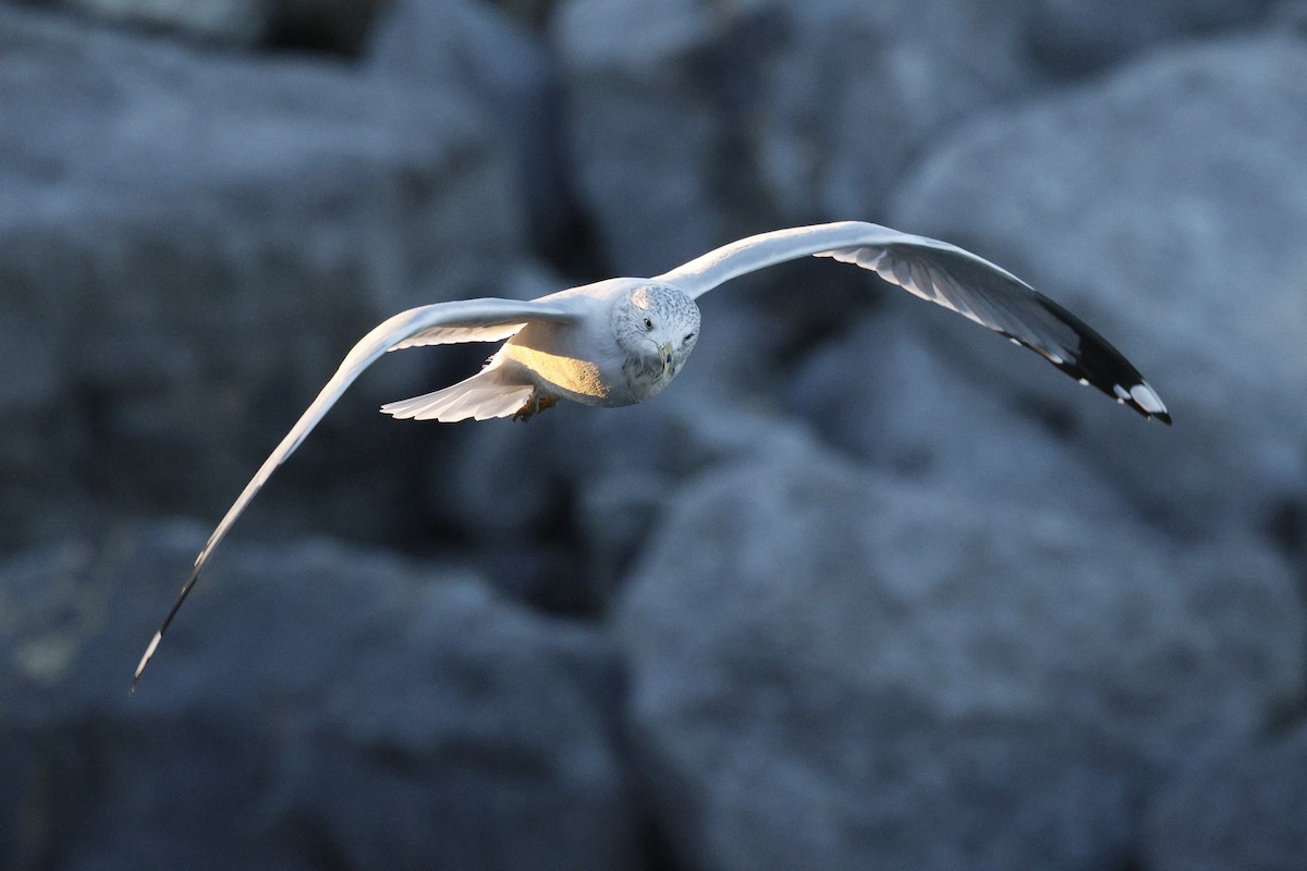 Goéland à bec cerclé - ML646292799