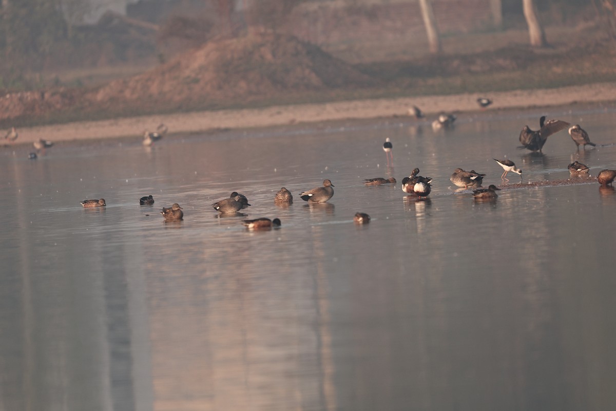 kopřivka obecná - ML646292801