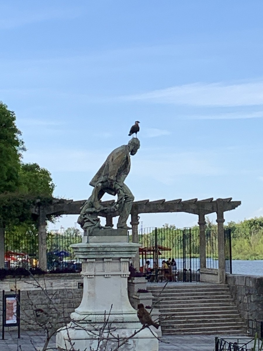 Crested Caracara (Southern) - ML646292804