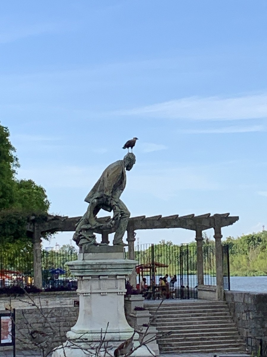 Crested Caracara (Southern) - ML646292805