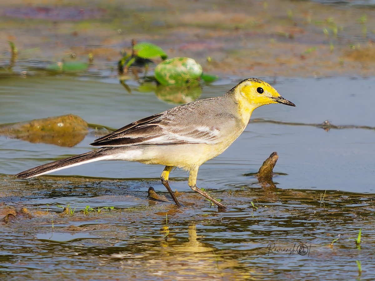 Cutrettola testagialla orientale - ML646292811