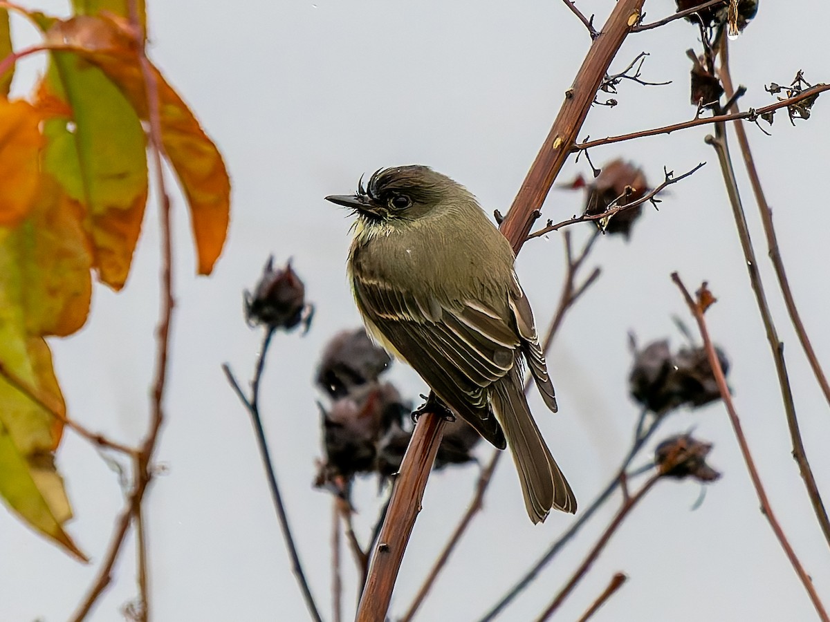 tyranovec domácí - ML646292816