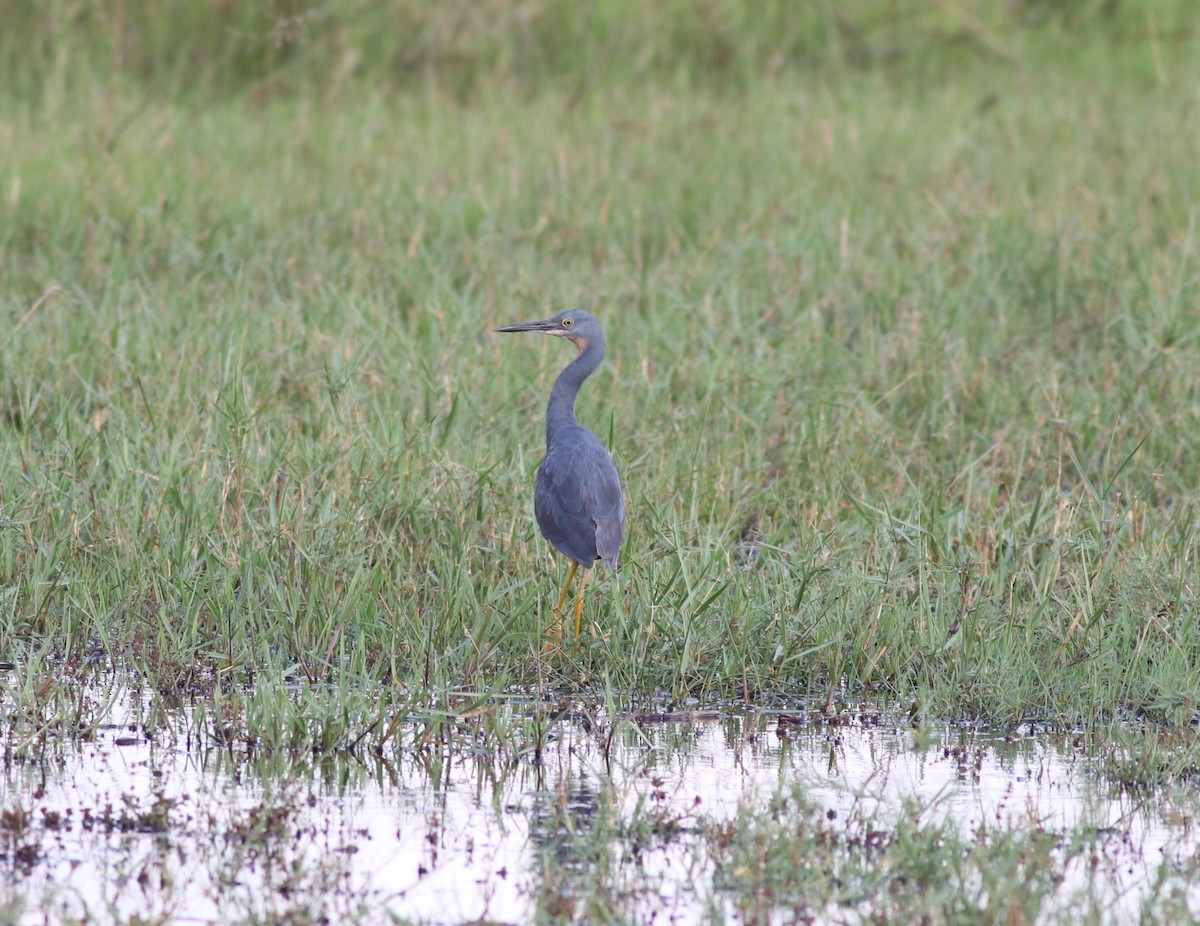 Slaty Egret - ML646292824
