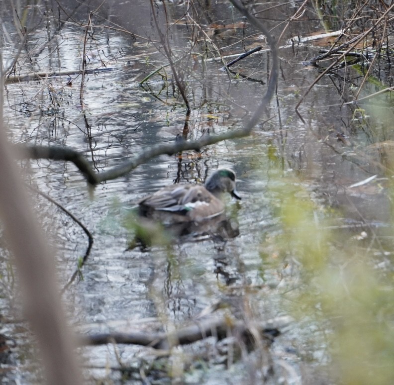 Fischione americano - ML646292828