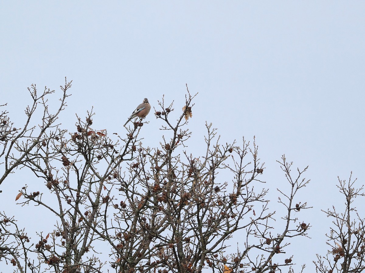 Eurasian Jay - ML646292830