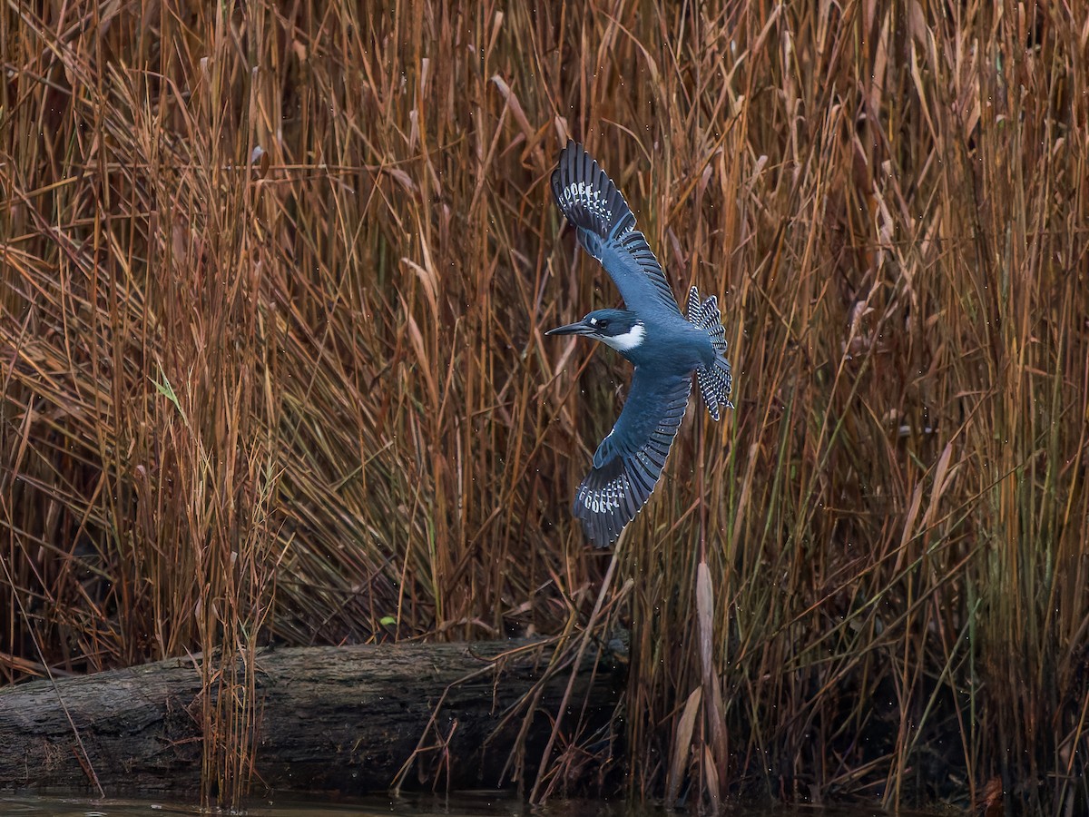 rybařík pruhoprsý - ML646292838