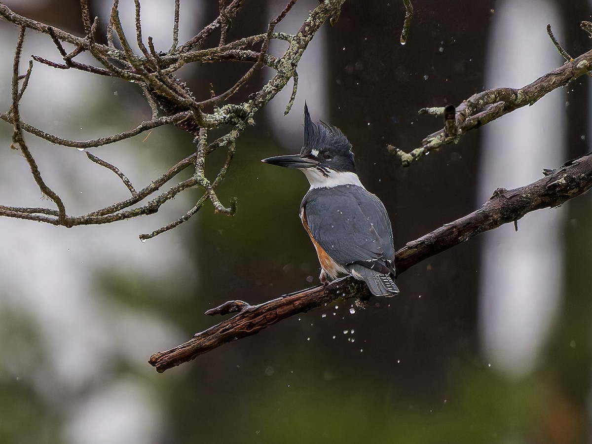 rybařík pruhoprsý - ML646292842