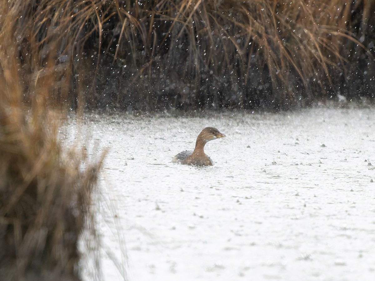 potápka americká - ML646292850