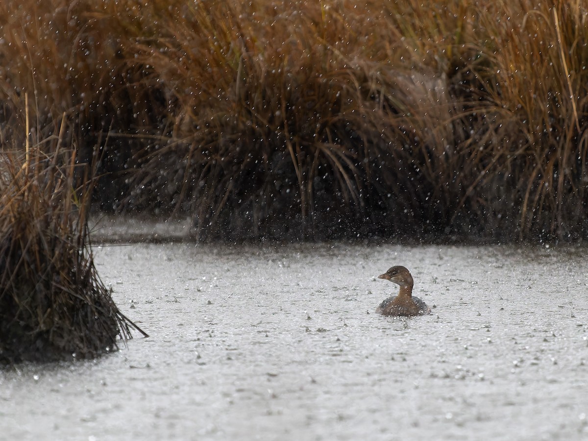 potápka americká - ML646292853