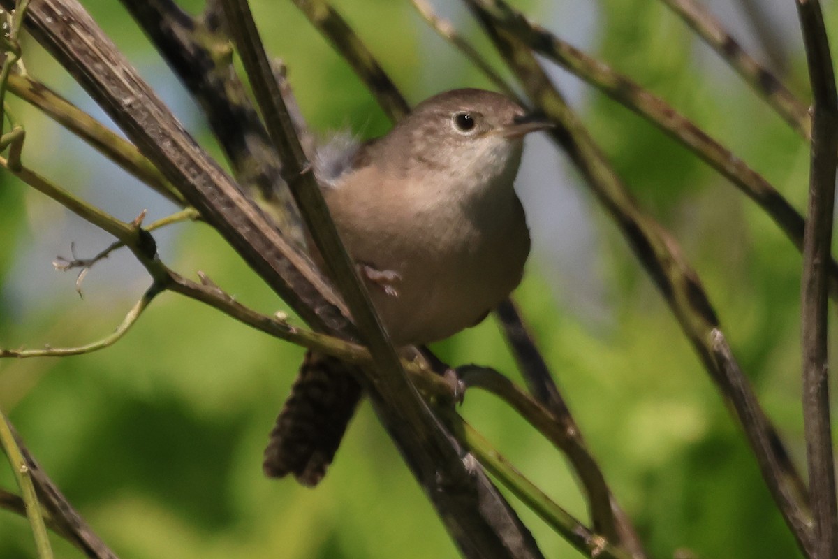Southern House Wren - ML646292855
