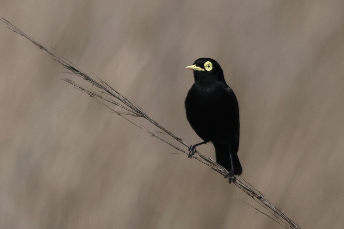 Spectacled Tyrant - ML646292857