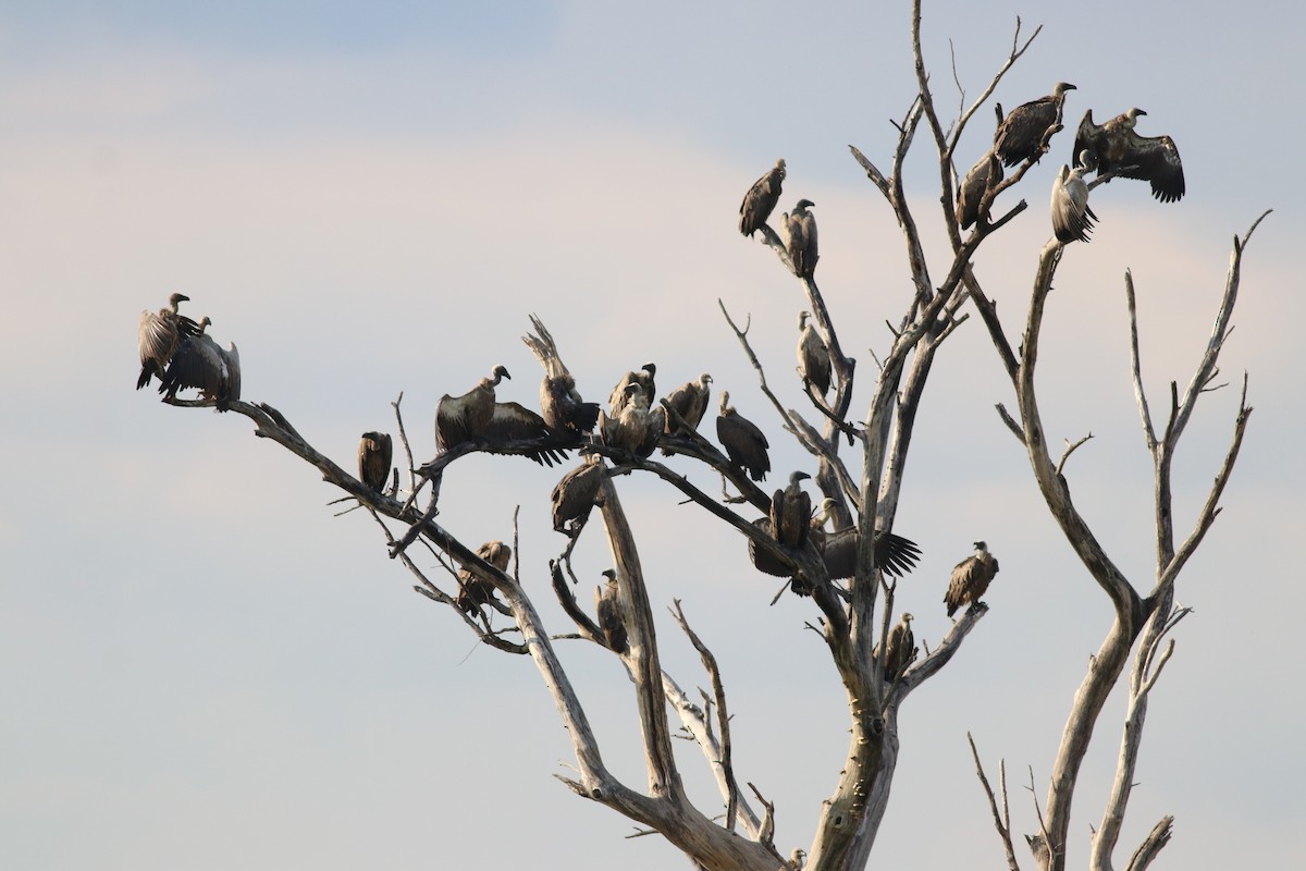 Buitre Dorsiblanco Africano - ML646292858