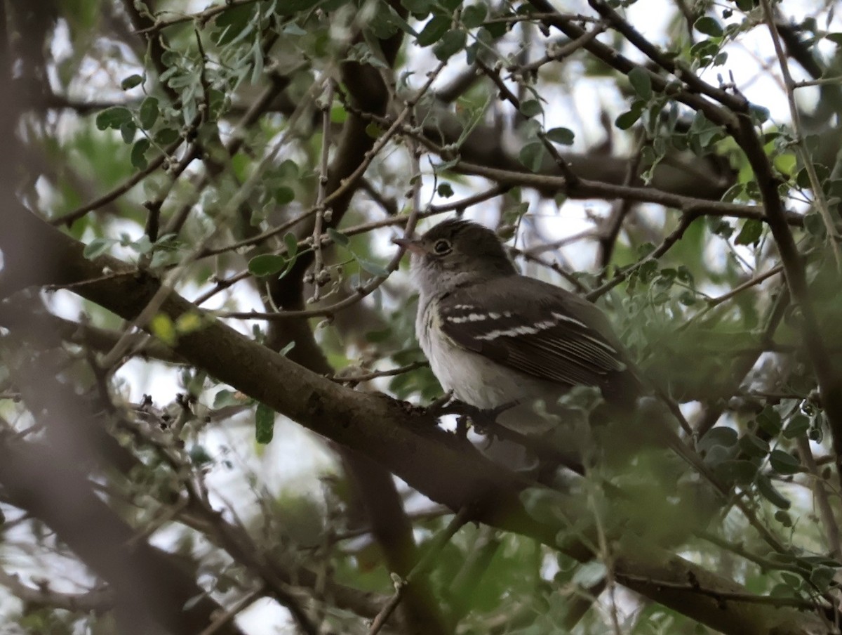 Small-billed Elaenia - ML646292859