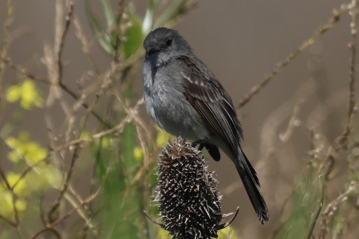 Sooty Tyrannulet - ML646292860