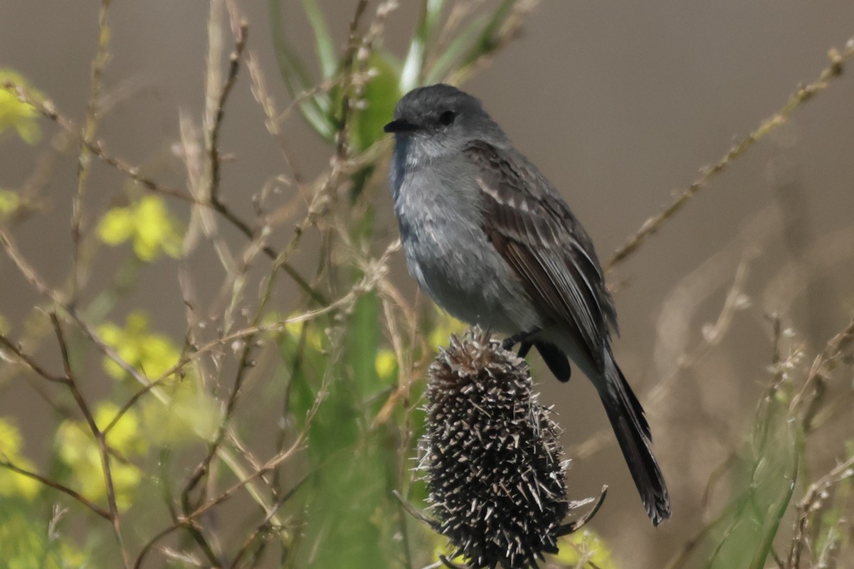 Sooty Tyrannulet - ML646292861