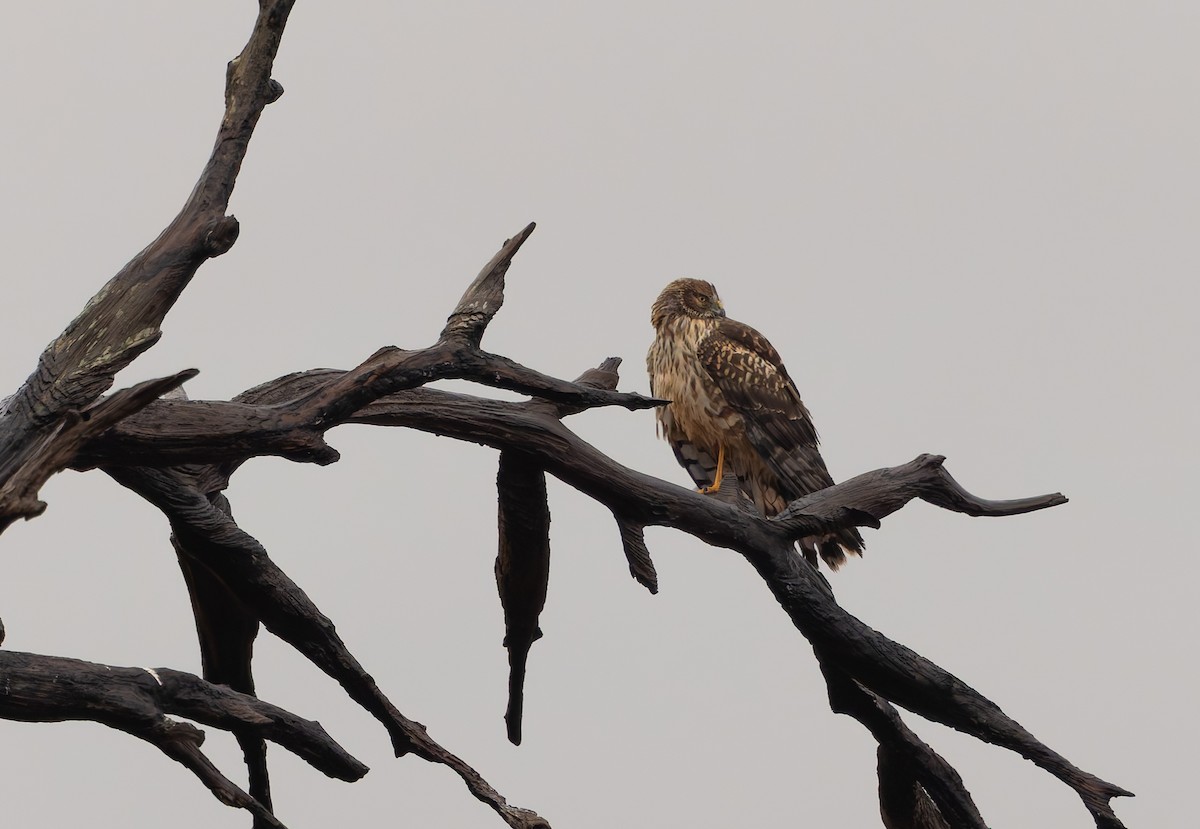 moták severoamerický - ML646292862