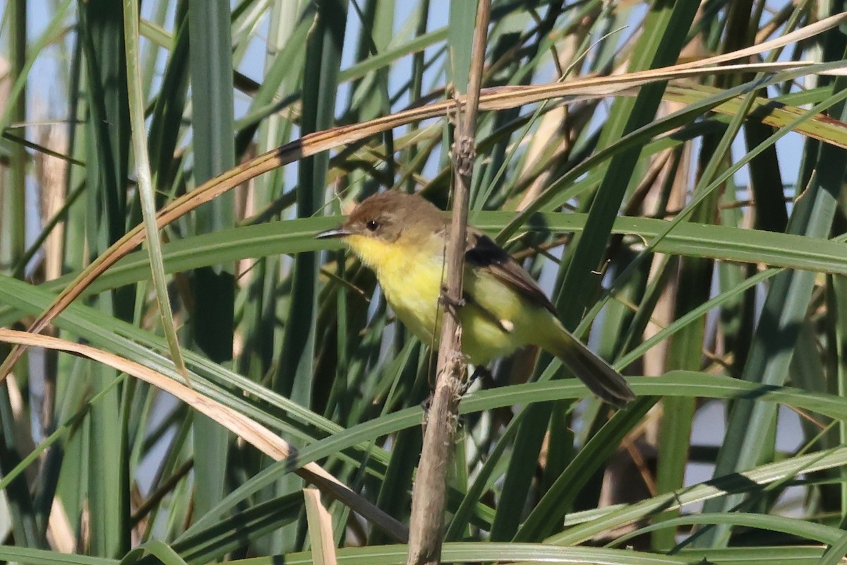 Warbling Doradito - ML646292868