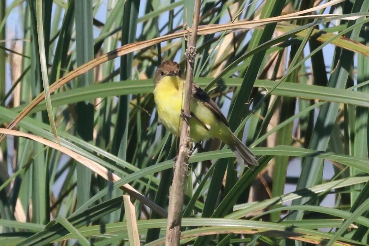 Warbling Doradito - ML646292869