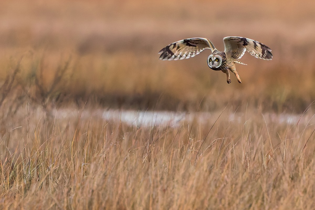 kalous pustovka - ML646292871