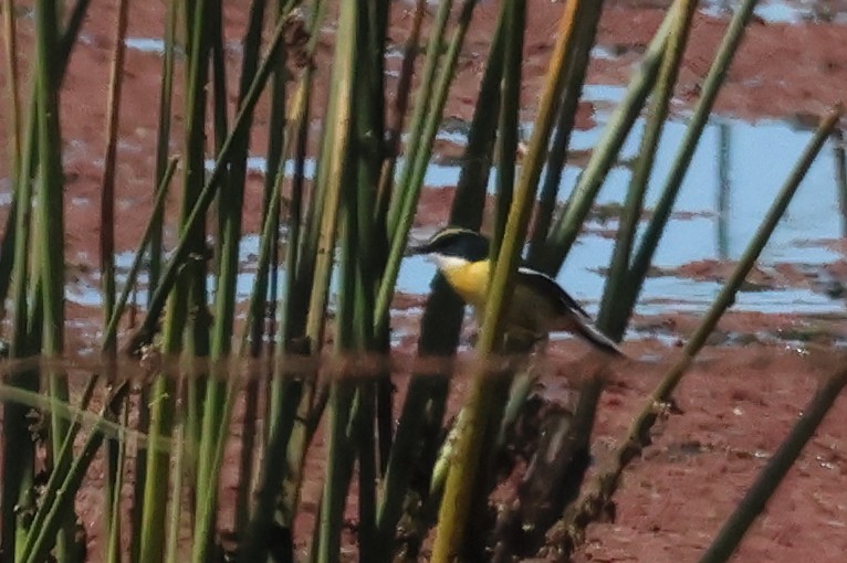 Many-colored Rush Tyrant - ML646292872