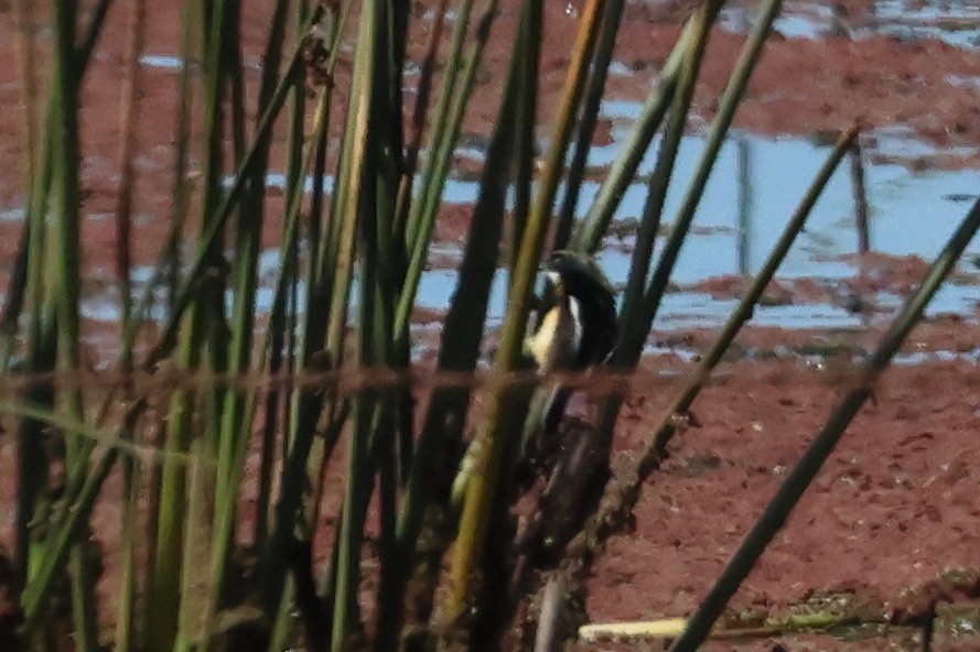 Many-colored Rush Tyrant - ML646292873