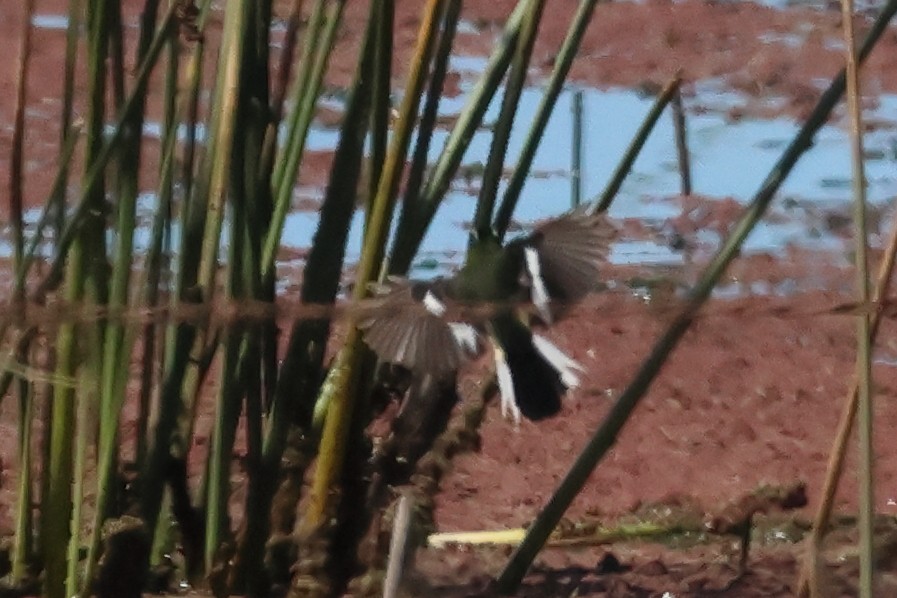 Many-colored Rush Tyrant - ML646292874