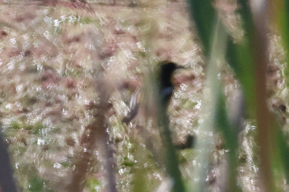 Many-colored Rush Tyrant - ML646292875