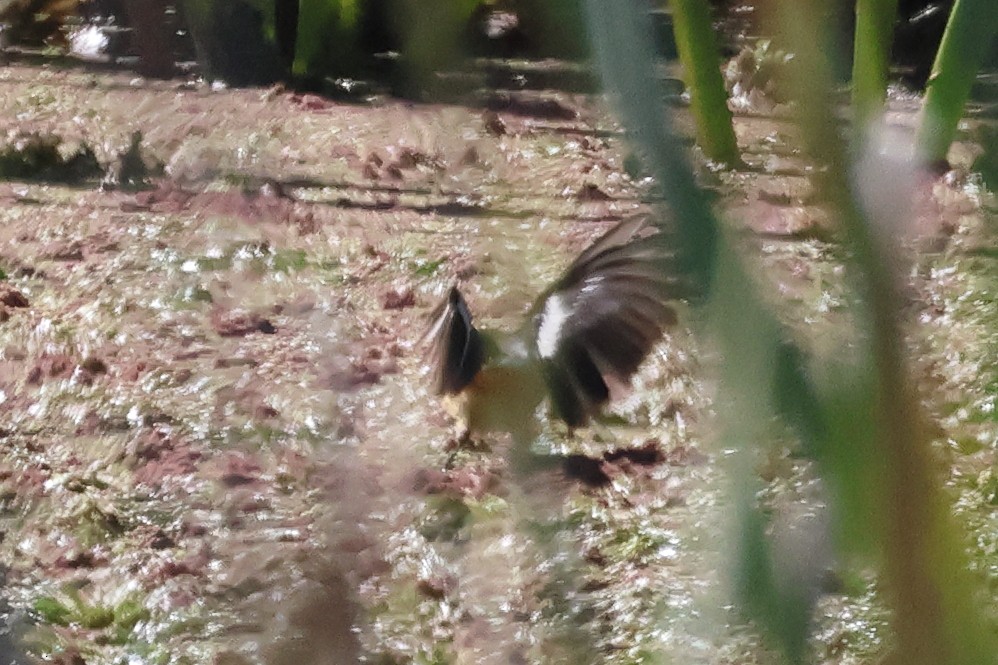 Many-colored Rush Tyrant - ML646292876