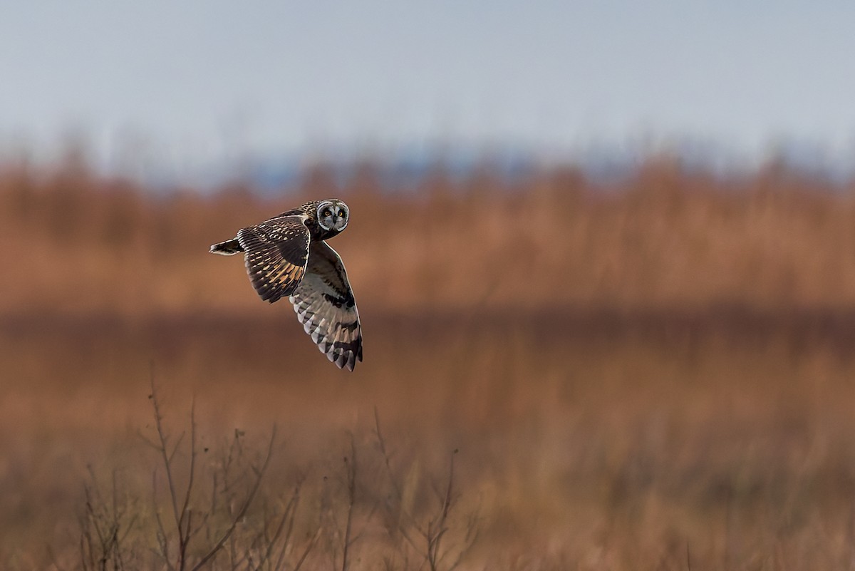 kalous pustovka - ML646292878