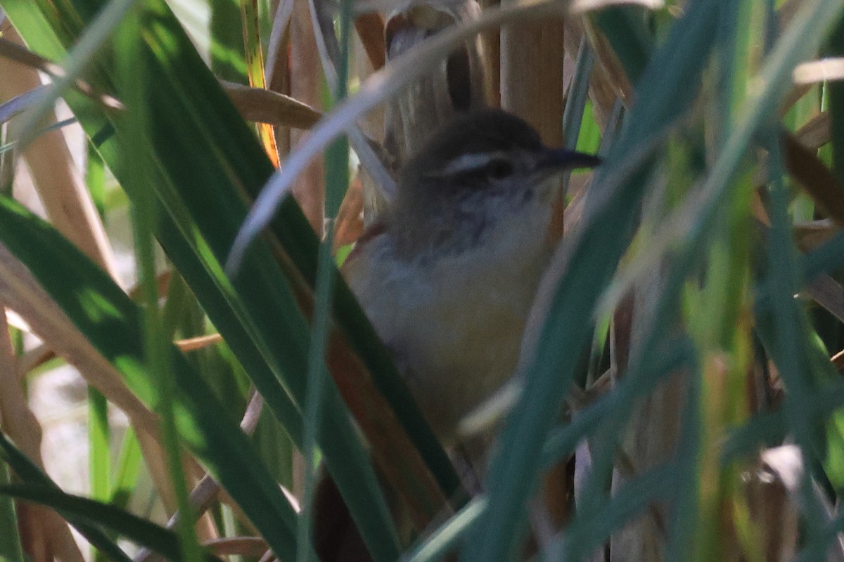Sulphur-bearded Reedhaunter - ML646292880