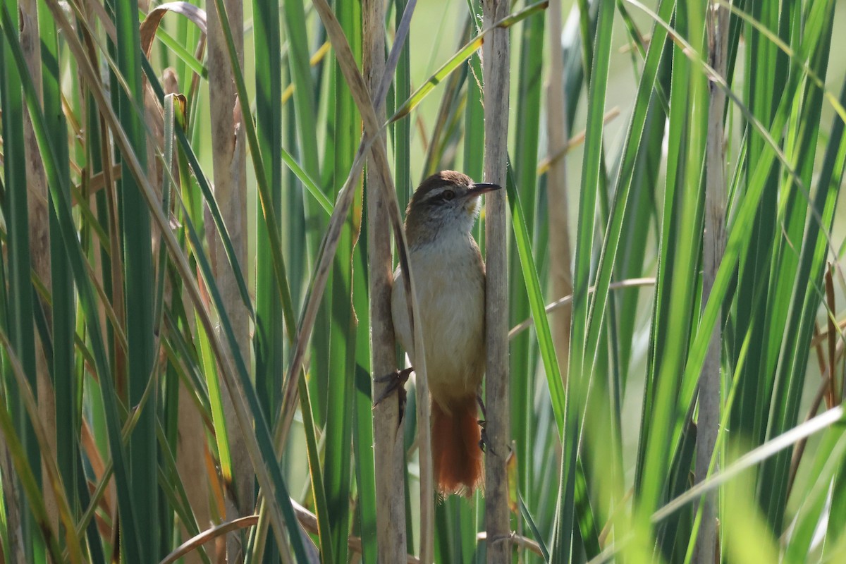 Sulphur-bearded Reedhaunter - ML646292881