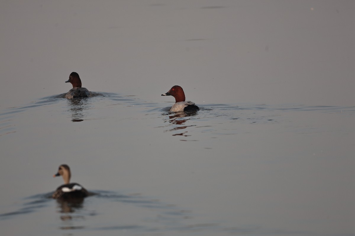 Common Pochard - ML646292882