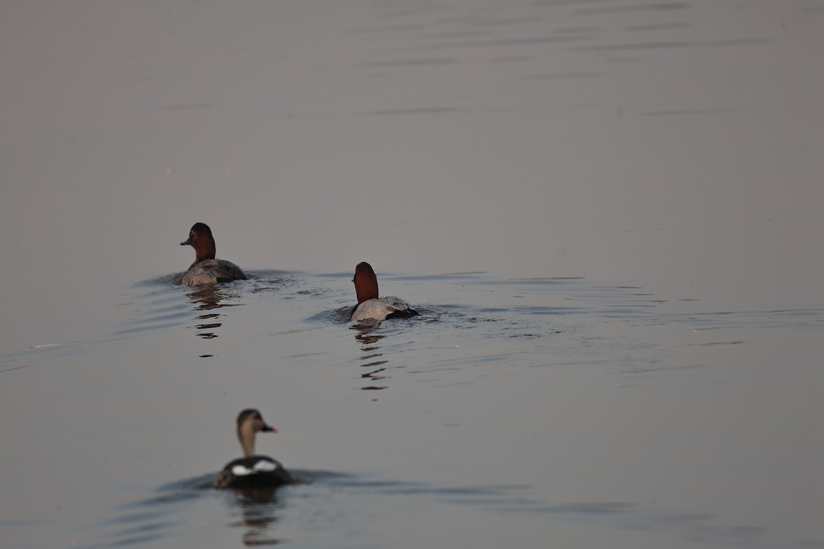 Common Pochard - ML646292883