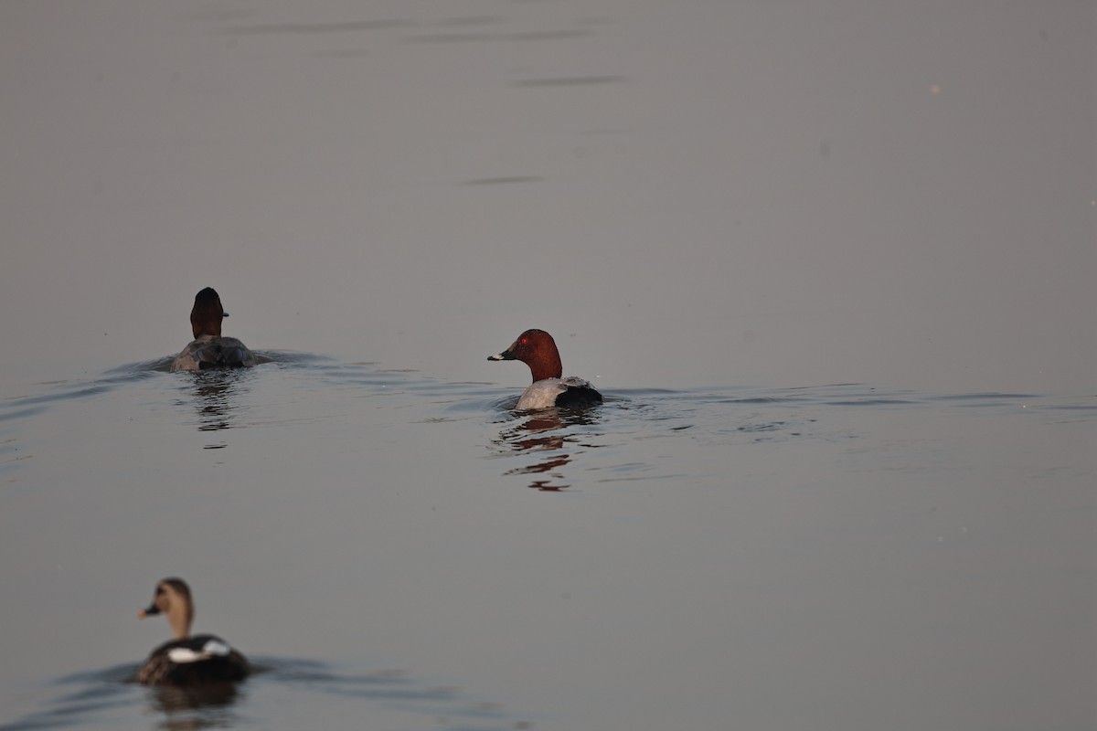 Common Pochard - ML646292884