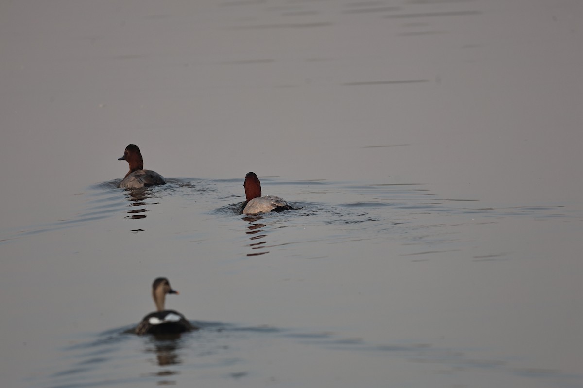 Common Pochard - ML646292885