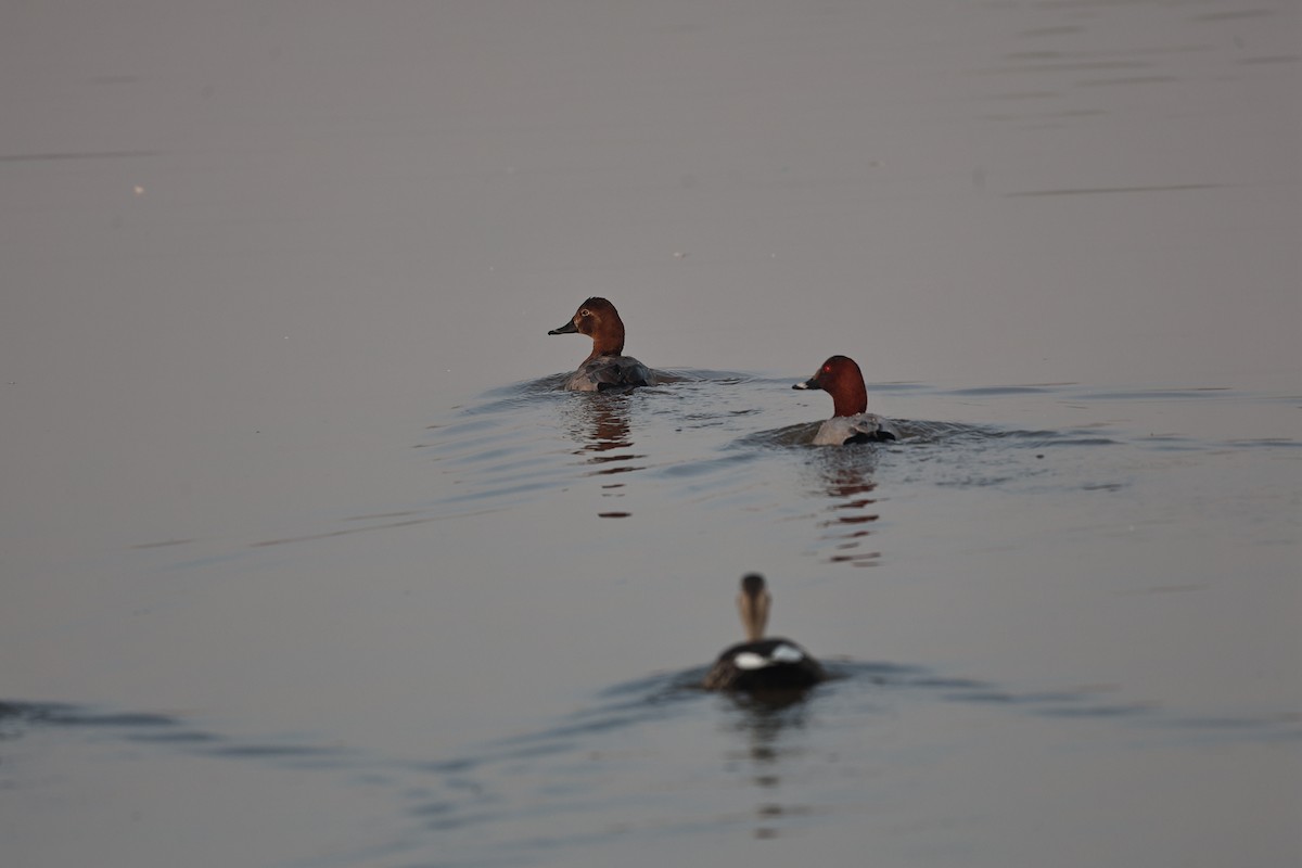 Common Pochard - ML646292886