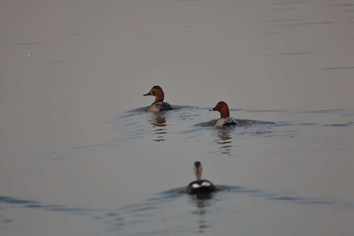 Common Pochard - ML646292887