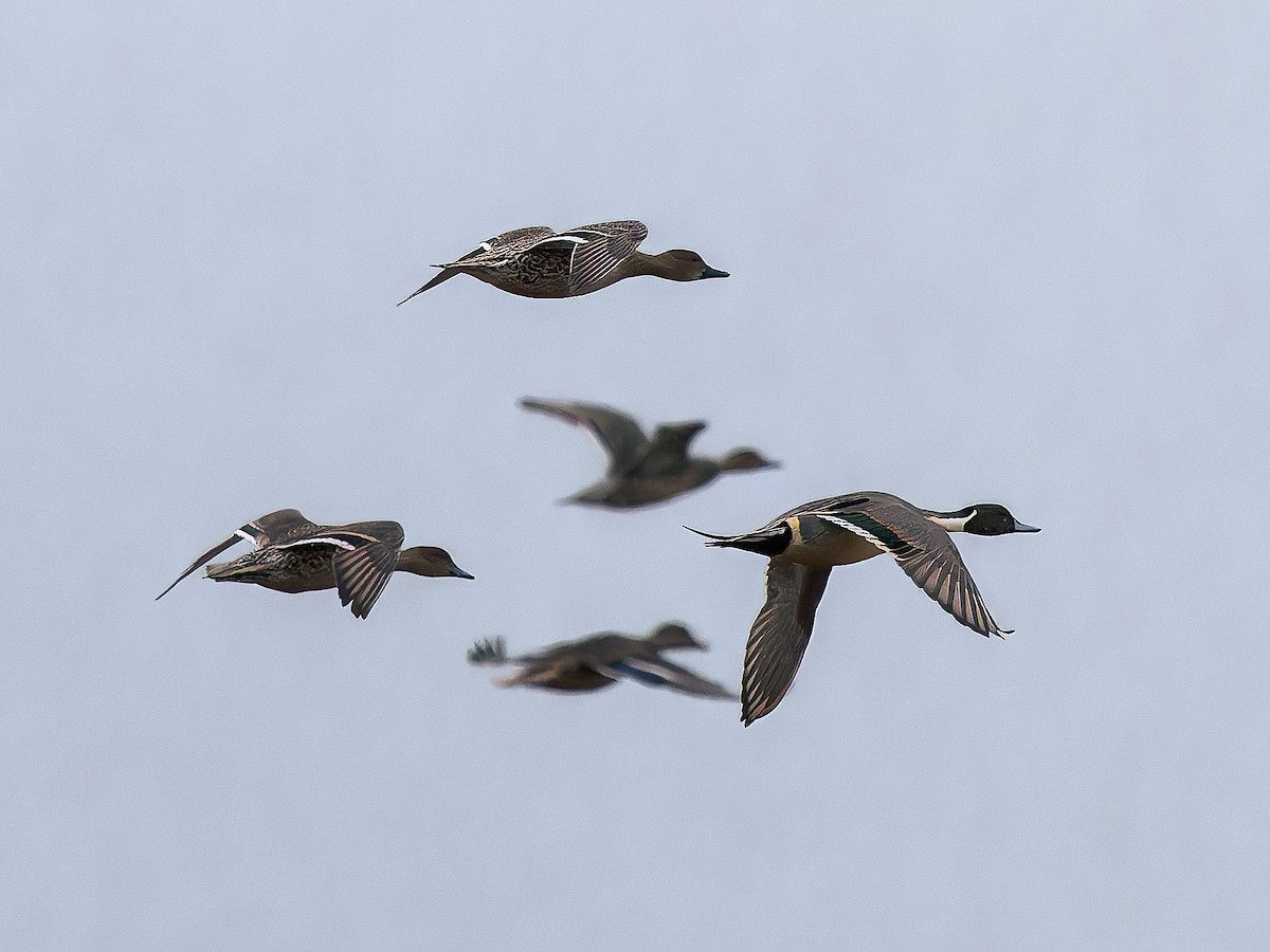 ostralka štíhlá - ML646292890