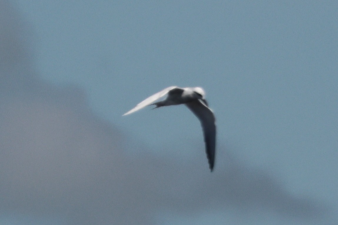 Snowy-crowned Tern - ML646292891