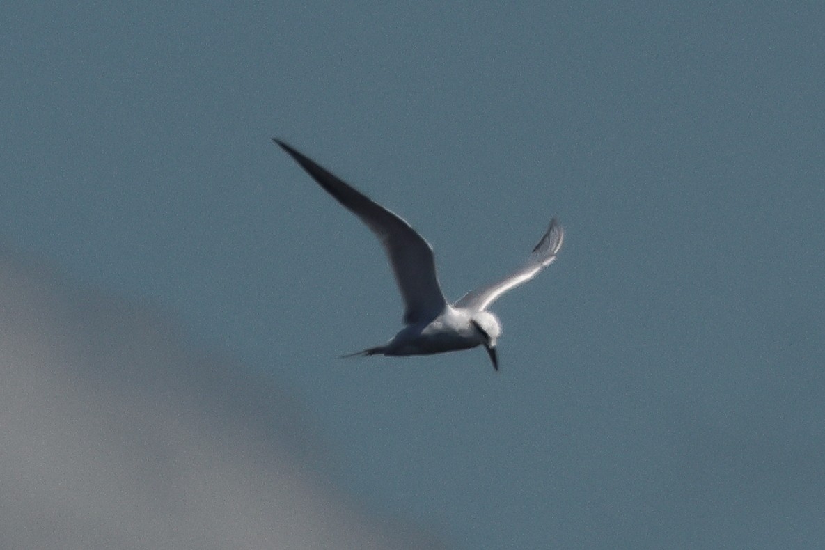 Snowy-crowned Tern - ML646292892