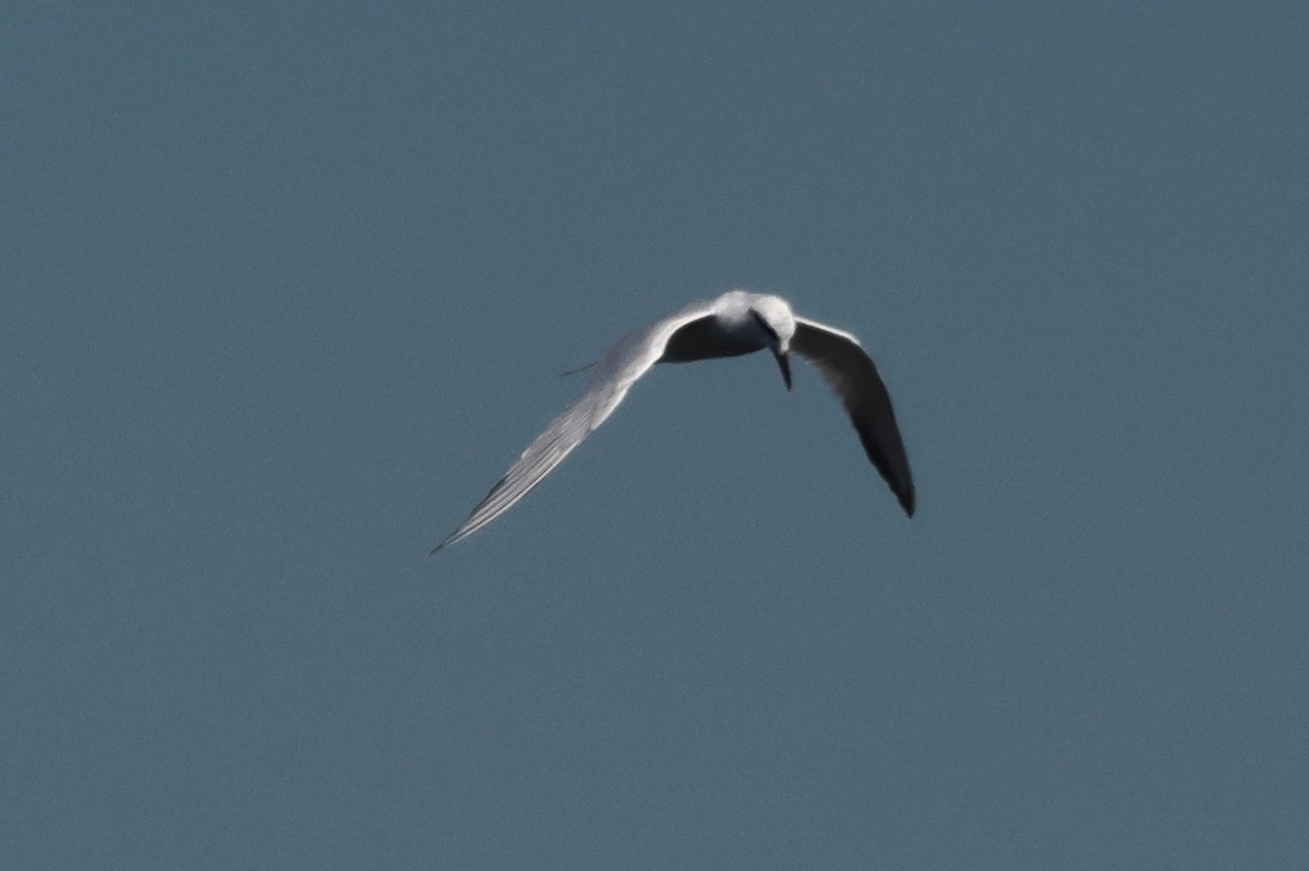 Snowy-crowned Tern - ML646292893
