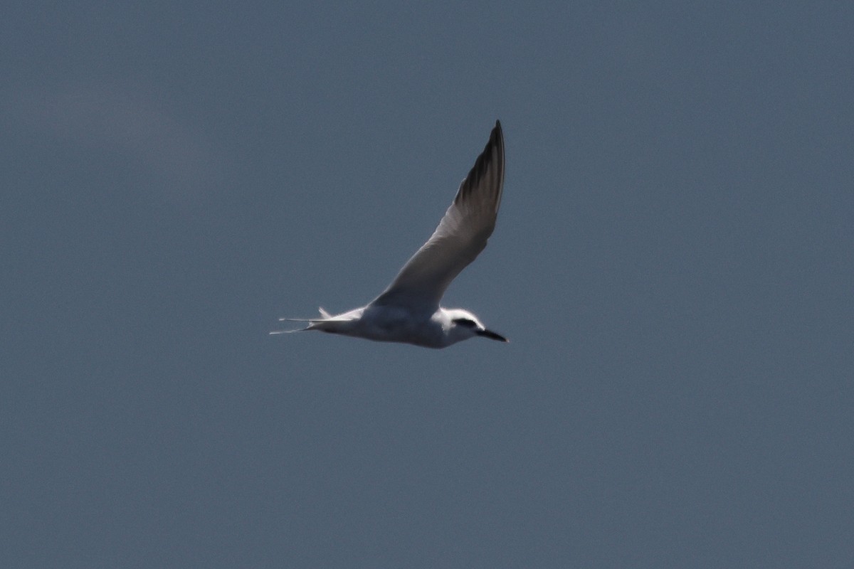 Snowy-crowned Tern - ML646292894