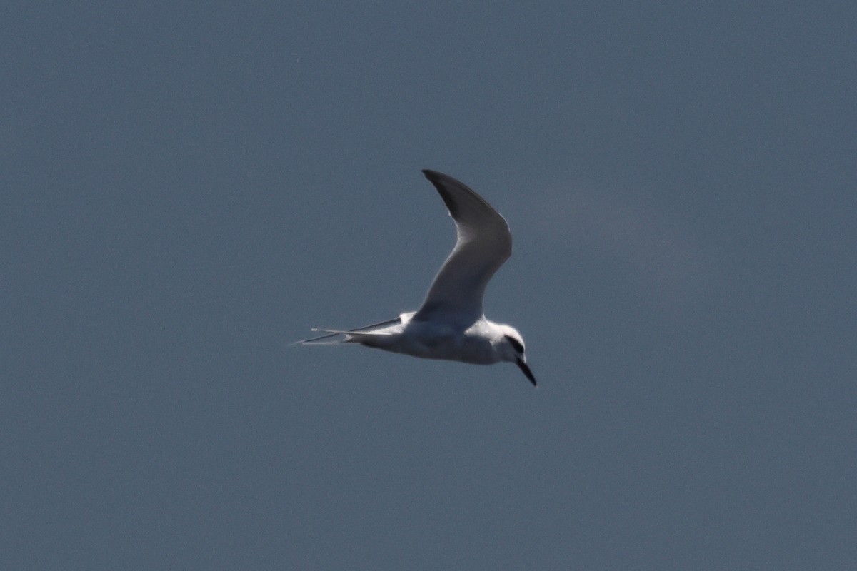 Snowy-crowned Tern - ML646292895