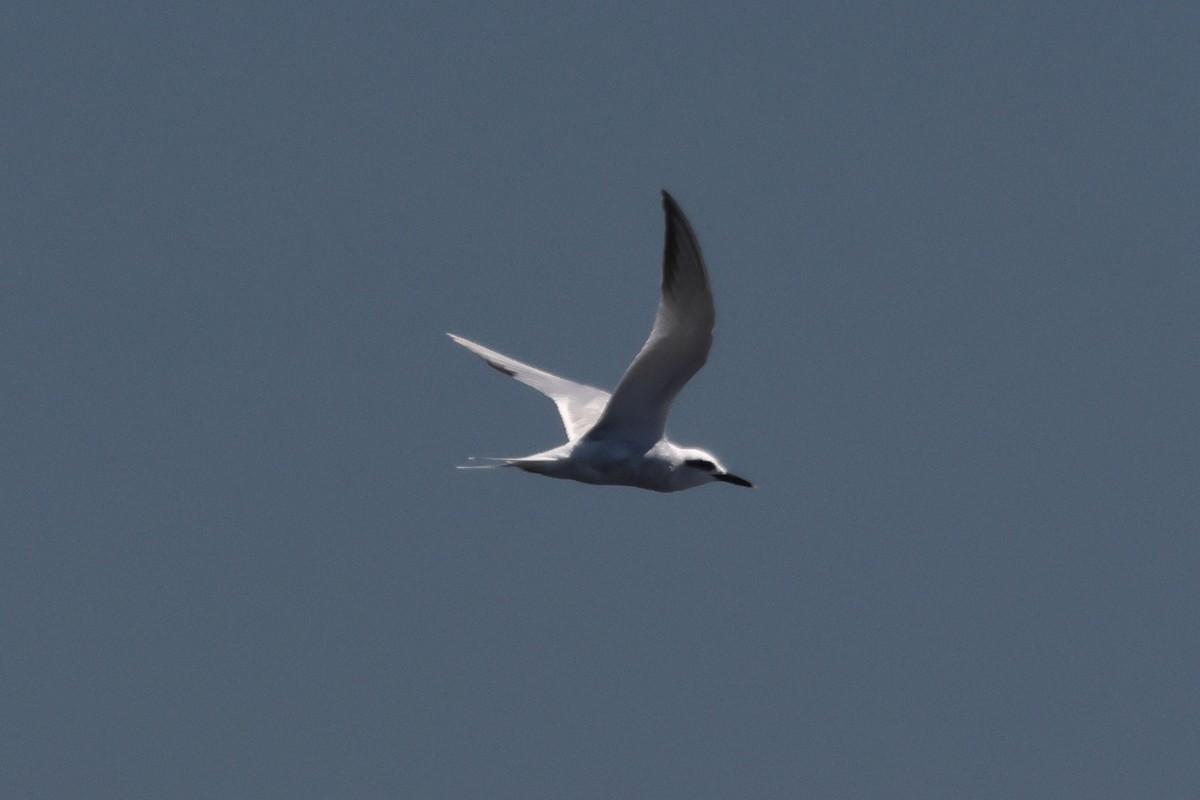 Snowy-crowned Tern - ML646292896