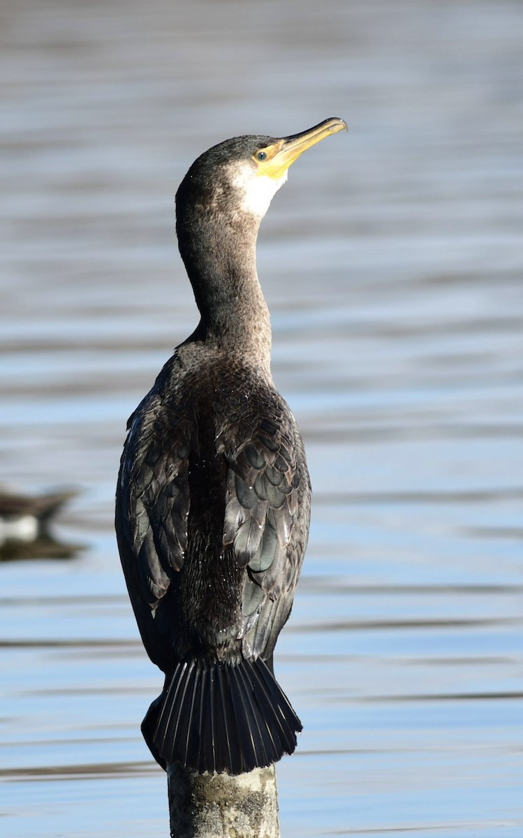 Japanese Cormorant - ML646292901